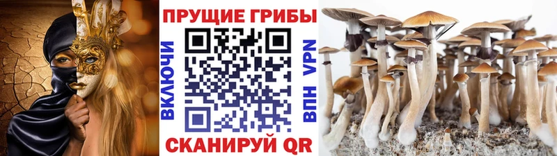 наркота  Шарья  Галлюциногенные грибы Magic Shrooms 